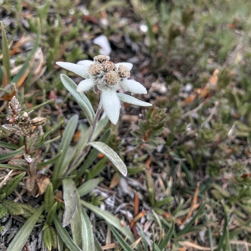 Sentiero botanico del Bila Peč