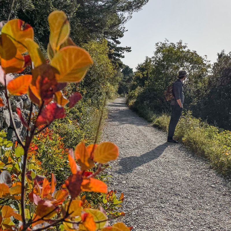 Sentiero della Salvia Trieste