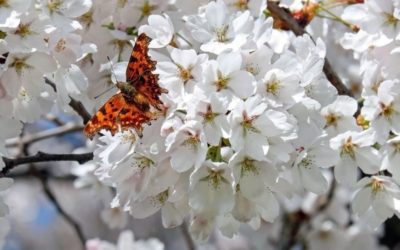 5 luoghi da visitare in primavera in Friuli Venezia Giulia